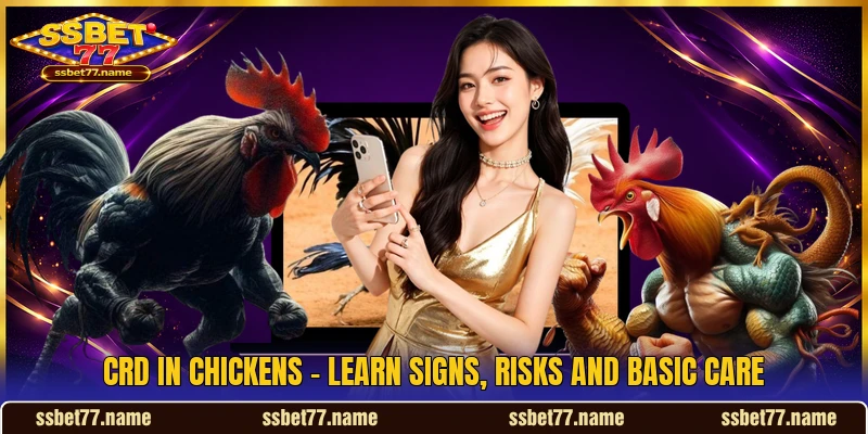 CRD In Chickens - Learn Signs, Risks And Basic Care